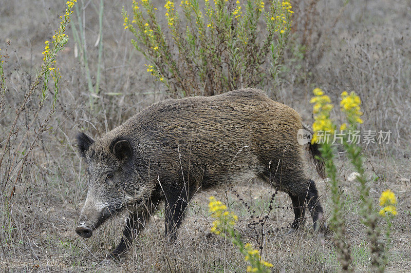 野猪(Sus scrofa)